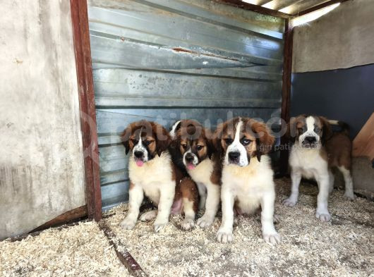Dev St Bernard Yavruları