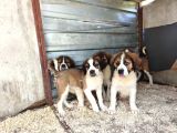 Dev St Bernard Yavruları