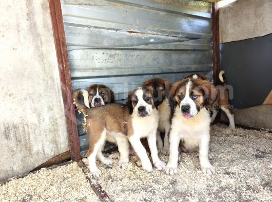 Dev St Bernard Yavruları görsel