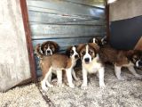 Dev St Bernard Yavruları