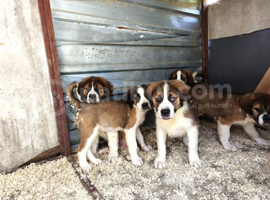 Dev St Bernard Yavruları görsel