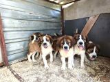Dev St Bernard Yavruları