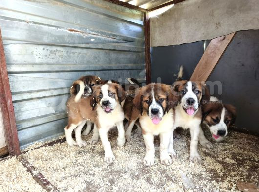 Dev St Bernard Yavruları görsel