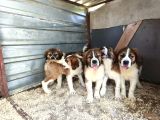 Dev St Bernard Yavruları