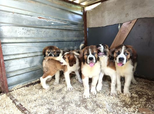 Dev St Bernard Yavruları görsel