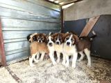 Dev St Bernard Yavruları