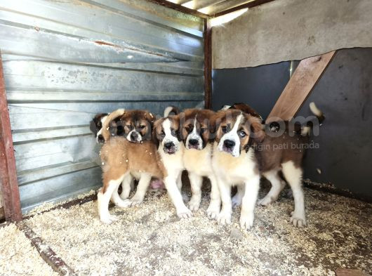 Dev St Bernard Yavruları görsel