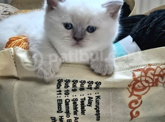 1 Aylık Cins Kediler Satılıktır Blue Pont Oyuncu Kedisi görsel