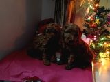 Kore Toy Poodle