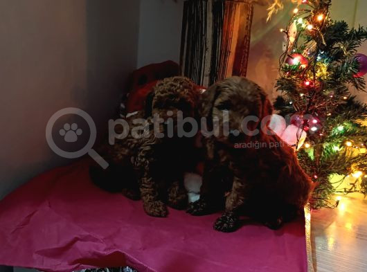 Kore Toy Poodle görsel