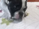 6 aylik disi bulldog