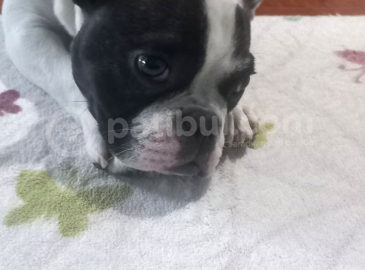 6 Aylik Disi Bulldog