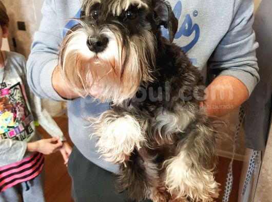 2 Yaşinda Yeti̇şki̇n Schnauzer Köpekler