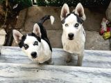 Merhaba 5 Aylık  Sibirya Kurdu Husky