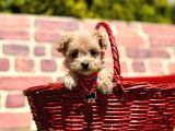 Büyümeyecek Maltipoo Sevimli Yavrular