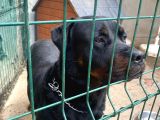 Koruma Köpeği Rottweiler