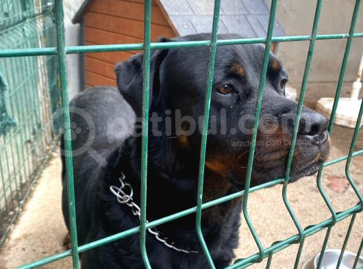 Koruma Köpeği Rottweiler görsel