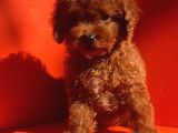 MÜKEMMEL KALİTE MÜKEMMEL FİYAT TOY POODLE YAVRULARIMIZ