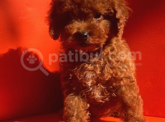 Mükemmel Kali̇te Mükemmel Fi̇yat Toy Poodle Yavrularimiz