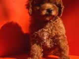 Mükemmel Kali̇te Mükemmel Fi̇yat Toy Poodle Yavrularimiz