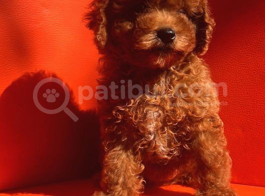 Mükemmel Kali̇te Mükemmel Fi̇yat Toy Poodle Yavrularimiz görsel