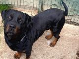 Koruma Köpeği Rottweiler