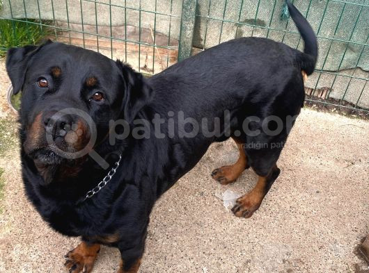 Koruma Köpeği Rottweiler görsel