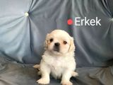 Pekinez Küt Burun Sevimli Yavrular