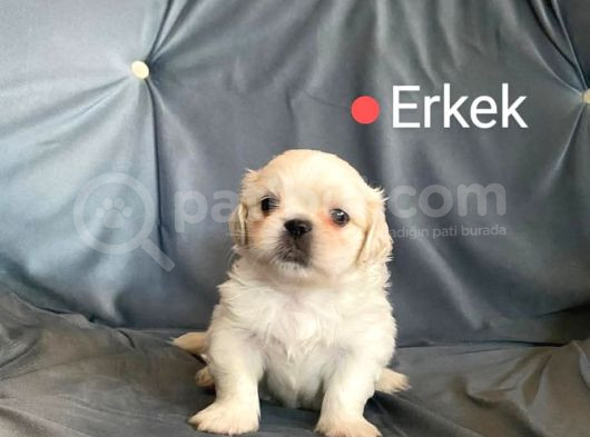 Pekinez Küt Burun Sevimli Yavrular