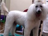 Çok Uygun Rakamlara Standart Dev Poodle Yavrular