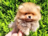 Çok Özel Pomeranian Boo Yavrulari