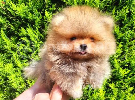 Çok Özel Pomeranian Boo Yavrulari görsel