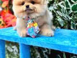 ÇOK ÖZEL POMERANIAN BOO YAVRULARI