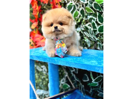 Çok Özel Pomeranian Boo Yavrulari