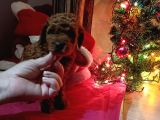 KORE TOY POODLE