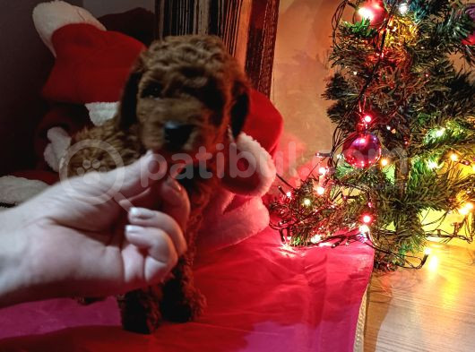Kore Toy Poodle
