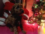 Kore Toy Poodle