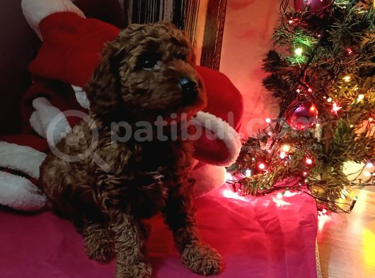 Kore Toy Poodle görsel
