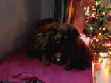 Kore Toy Poodle