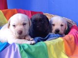 Her Renk Orji̇nal Labrador Retri̇ever Yavrular