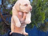 Her Renk Orji̇nal Labrador Retri̇ever Yavrular