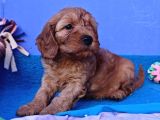 Anne Baba Cockapoo Dan Orji̇nal Yavrular