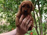 SEVİMLİ IRK TOY POODLE YAVRULARI