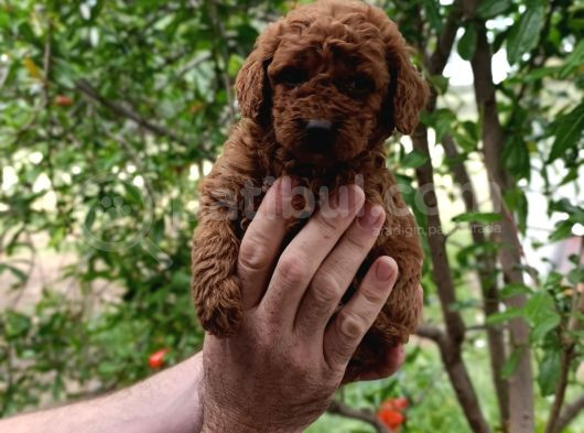 Sevimli Irk Toy Poodle Yavruları
