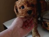 Red Toy Poodle Yavrular