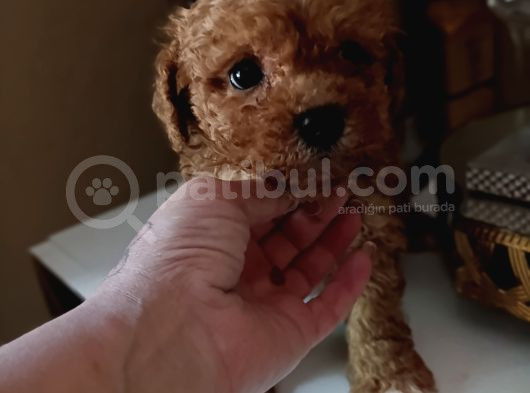 Red Toy Poodle Yavrular görsel