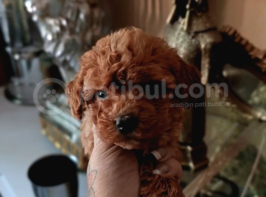 Red Toy Poodle Yavrular görsel
