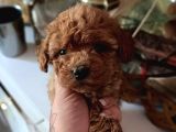 Red Toy Poodle Yavrular