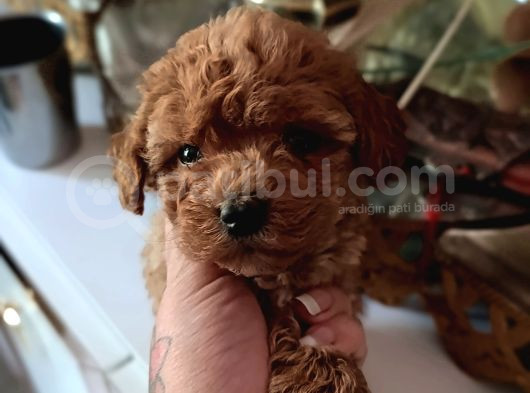 Red Toy Poodle Yavrular görsel