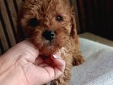 RED TOY POODLE YAVRULAR